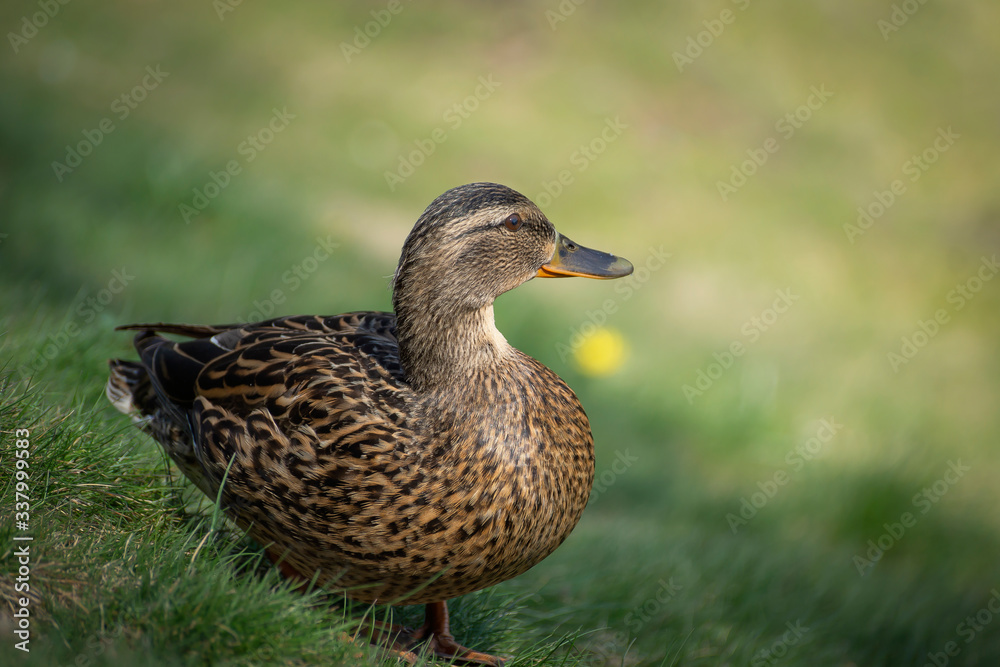 Birds and animals in wildlife. Amazing mallard duck swims in lake or river with blue water under sunlight landscape. Closeup perspective of funny duck. Birds and animals in wildlife. Amazing mallard duck swims in lake or river with blue water under sunlight landscape. Closeup perspective of funny duck.