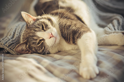 A striped fluffy domestic cat with a long mustache and a pink nose lies on a soft bed and luxuriates with pleasure, covered with a gray knitted blanket.