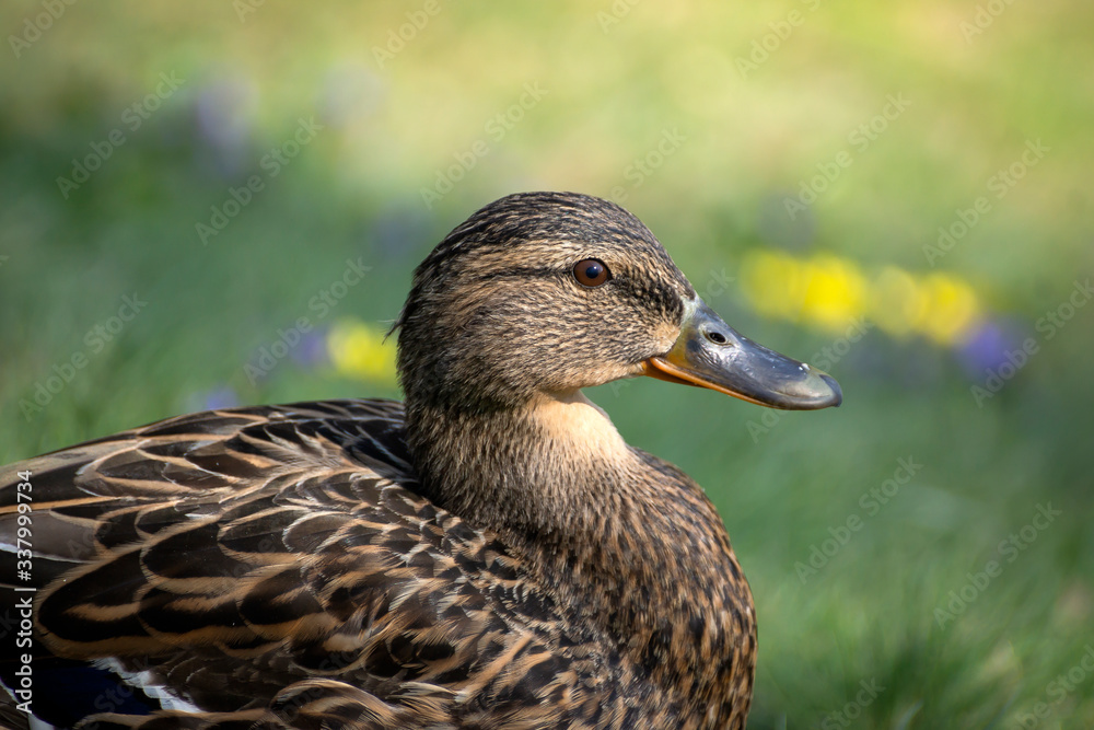 Birds and animals in wildlife. Amazing mallard duck swims in lake or river with blue water under sunlight landscape. Closeup perspective of funny duck. Birds and animals in wildlife. Amazing mallard duck swims in lake or river with blue water under sunlight landscape. Closeup perspective of funny duck.
