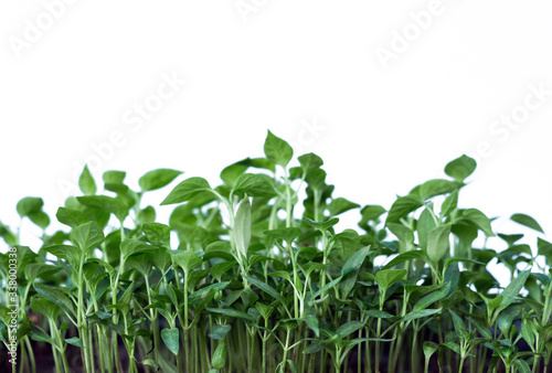 microgreens on white plank background with copy space