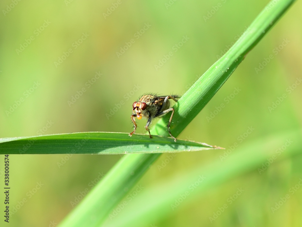 Mouche Mouche