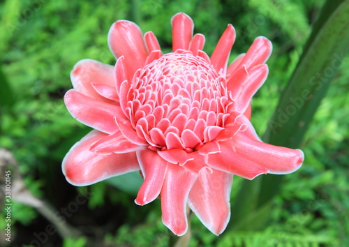Pink Torch Ginger flower