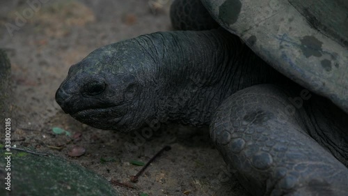Aldabra giant tortoise Mahe Island Seychelles Close-up.