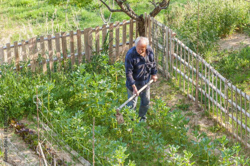 Senior farmer working with a hoe in his vegetable garden Senior farmer working with a hoe in his vegetable garden