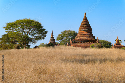 Myanmar pagoda near the green trees and yellow grass. Ancient temple.