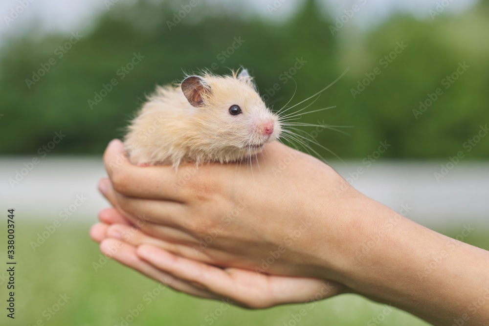Golden fluffy Syrian hamster in hands of girl, green lawn background Golden fluffy Syrian hamster in hands of girl, green lawn background