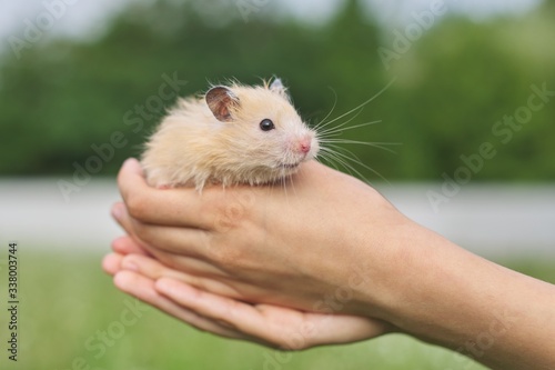 Golden fluffy Syrian hamster in hands of girl, green lawn background © Valerii Honcharuk