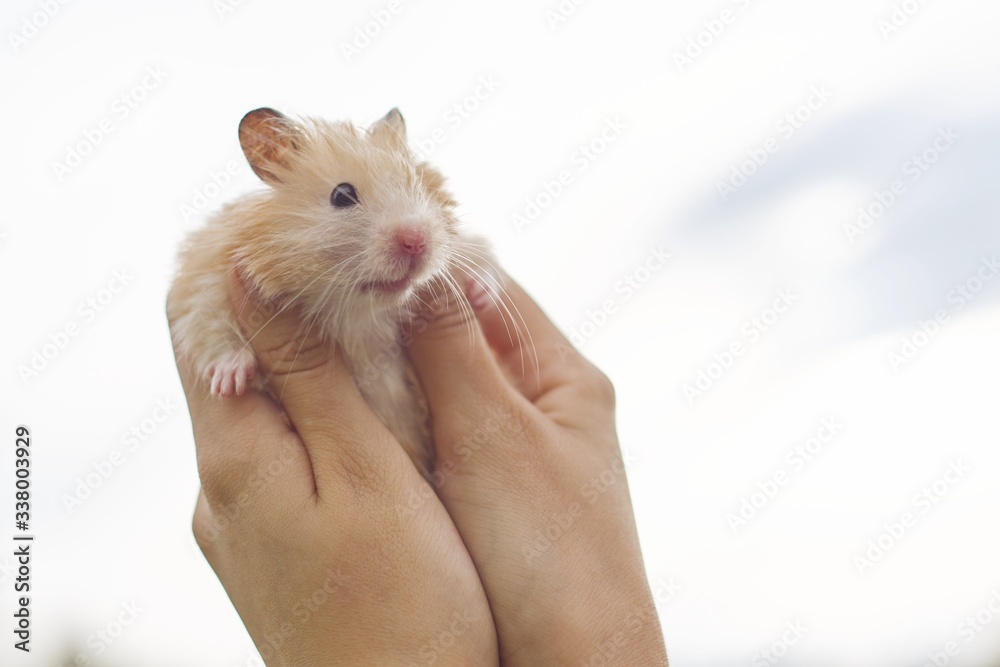 Fluffy red beige Syrian hamster in the hands of a girl, background sky Fluffy red beige Syrian hamster in the hands of a girl, background sky