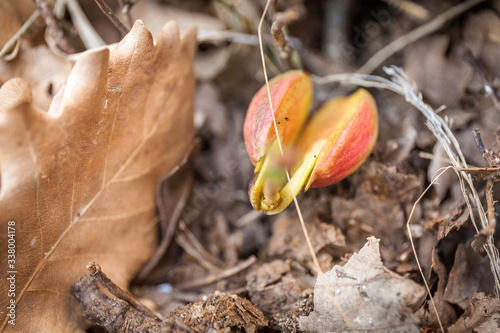 Close up view of acorn transformation in a oak tree: birth icon photo