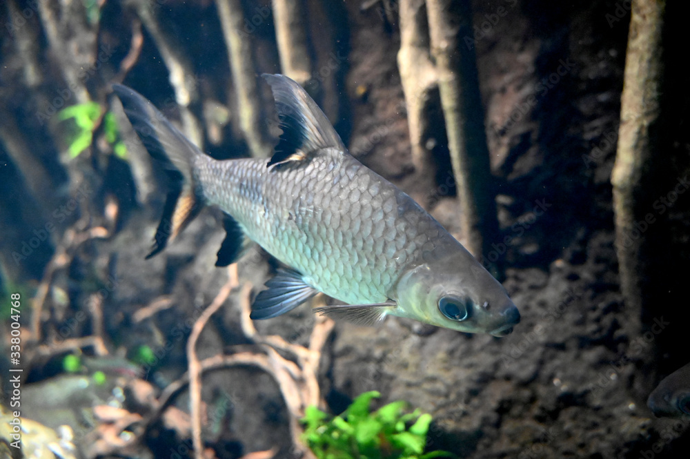 水中をゆっくり泳ぐ銀色のシルバーシャーク（日本の東京池袋サンシャイン水族館）