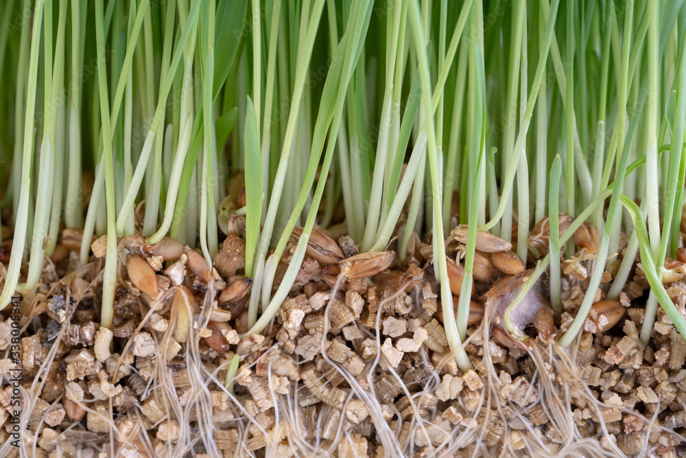 Plant wheat with roots on white background Plant wheat with roots on white background