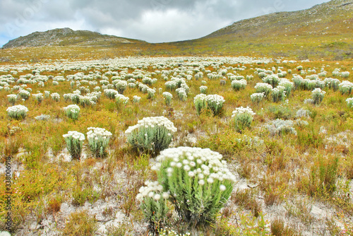 Fynbos  -  belt of natural shrubland vegetation located in the  Cape provinces of South Africa. photo