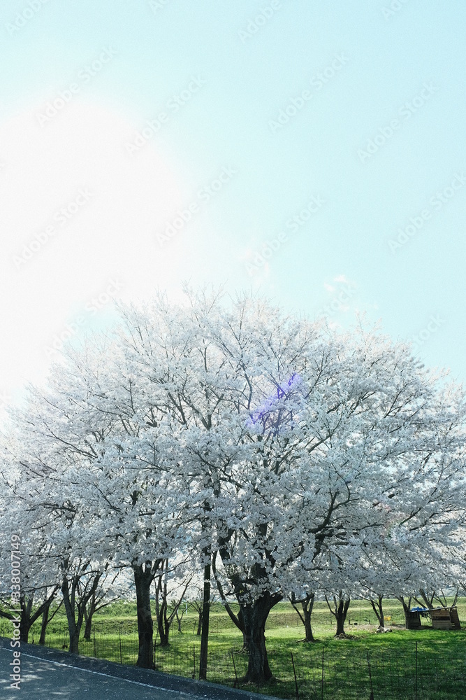 Naklejka premium 桜