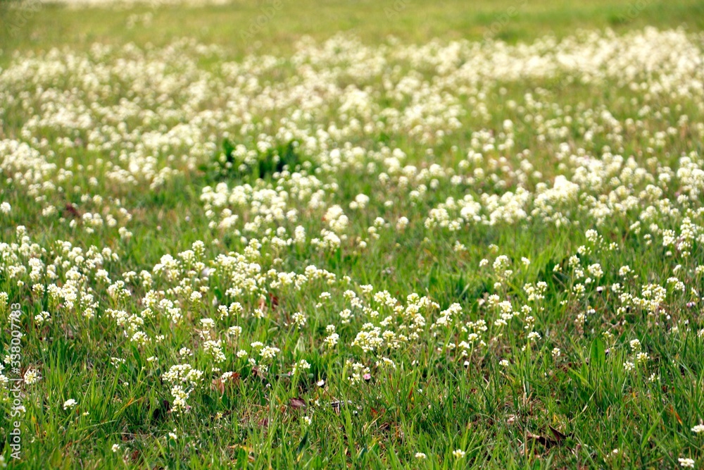 Meadow full of blossom