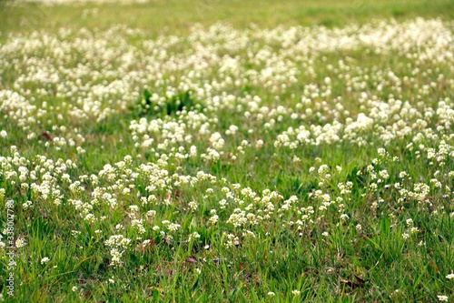 Meadow full of blossom