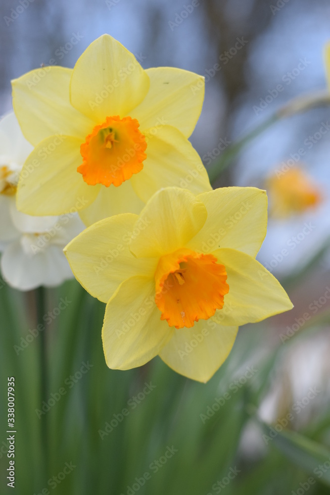 jonquilles en duo