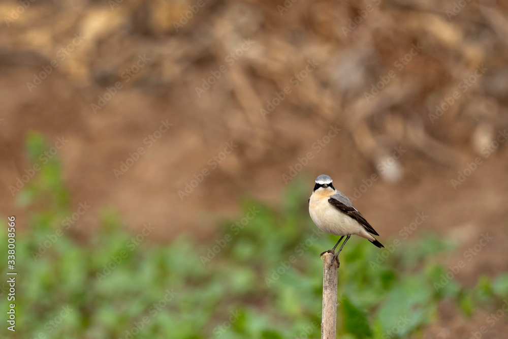 Northern Wheatear perched on a wooden log at Buri farm, Bahrain Northern Wheatear perched on a wooden log at Buri farm, Bahrain