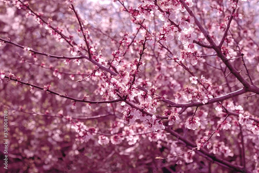 Spring flowering trees. The beginning of the garden season. Toning in pink color . Spring flowering trees. The beginning of the garden season. Toning in pink color .