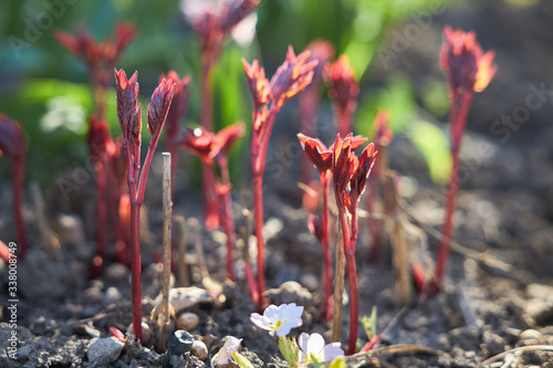 Fototapeta Naklejka Na Ścianę i Meble -  Young dark red peony sprouts grow in the spring garden