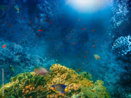 Fototapeta Naklejka Na Ścianę i Meble -  Group of scuba divers exploring coral reef. Underwater sports and tropical vacation concept