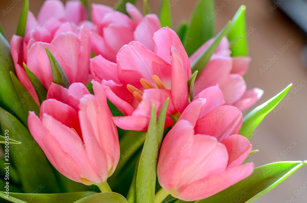 Fototapeta premium bouquet of pink tulips on light background. Close-up of pink tulips
