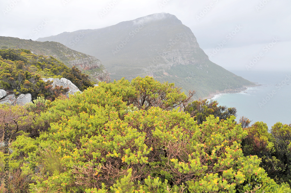 Fynbos  -  belt of natural shrubland vegetation located in the  Cape provinces of South Africa.
