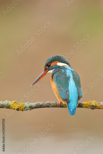 The common kingfisher (Alcedo atthis) perched on a branch with its back to it and looking down