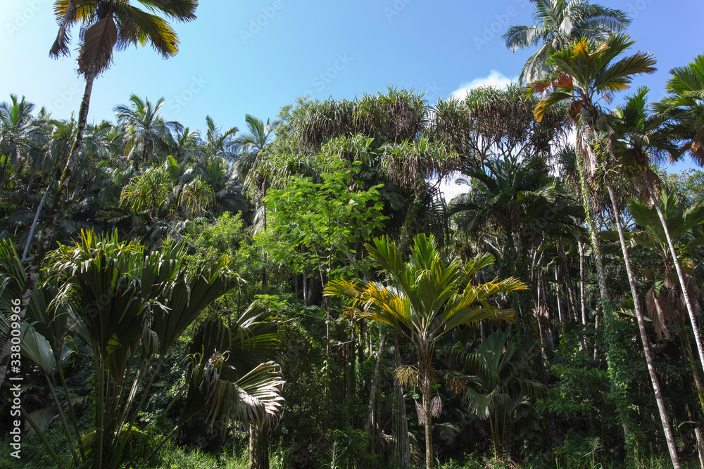 Obraz premium Inside the May valley, famous for coconut