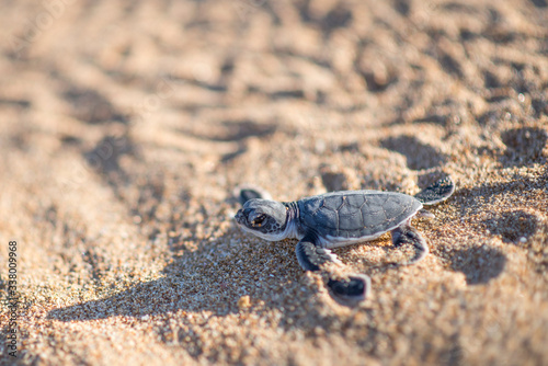 Baby turtle crawling on beach sand