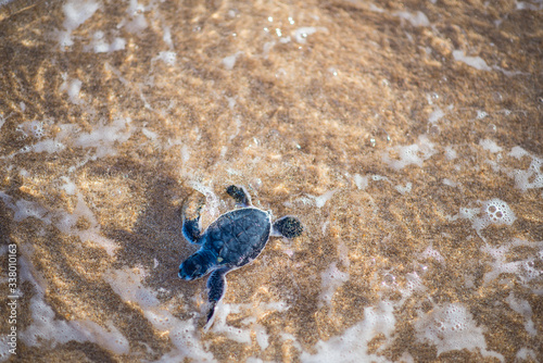 Baby turtle entering water