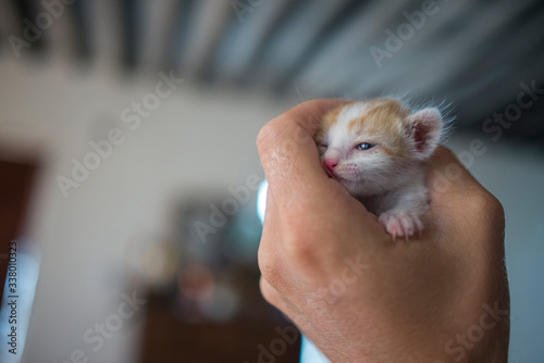 Holding small kitten in hand