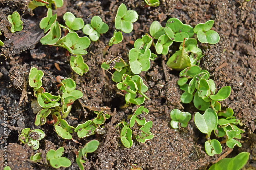 Jeunes plants de radis sortant tout juste de terre. Jeunes plants de radis sortant tout juste de terre.