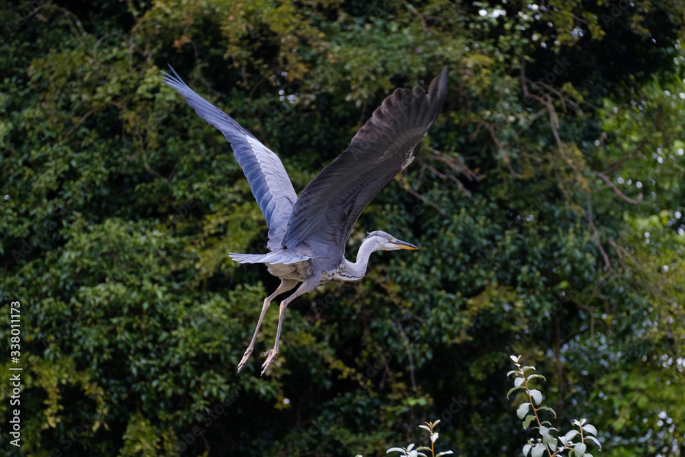 Fototapeta premium Heron in flight