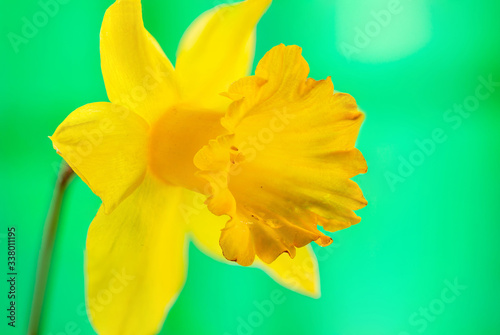 Daffodil -  extereme macro with selective focus photo