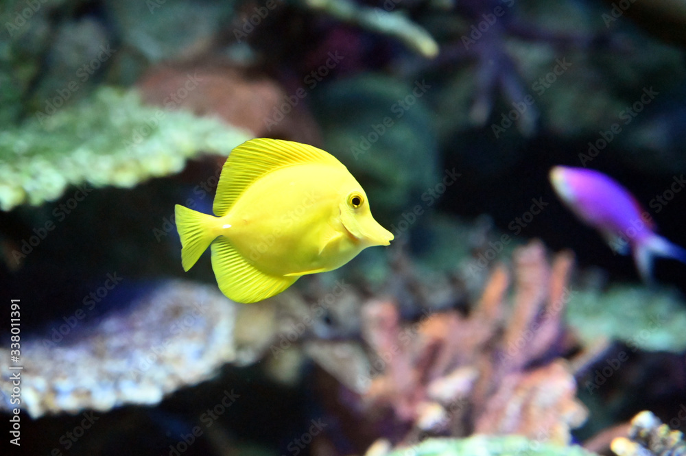 Obraz premium おちょぼ口が可愛い小さなキイロハギの泳ぐ姿（日本の東京池袋サンシャイン水族館）