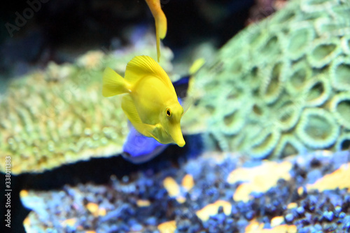 おちょぼ口が可愛い小さなキイロハギの泳ぐ姿（日本の東京池袋サンシャイン水族館）