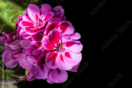 blooming bunch of pink geranium flowers, isolated on black background. close up