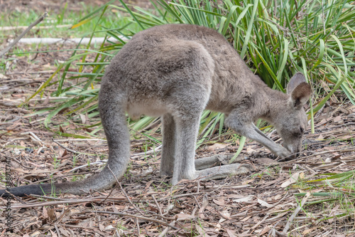 Eastern Grey Kangaroo