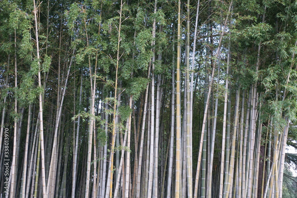 Fototapeta premium A tree in a forest