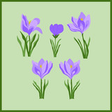 Set of blooming flowers. Crocus flower. Snowdrops with green leaves. Spring is growing. Purple crocuses. Flower pano. Vector floral illustration.
