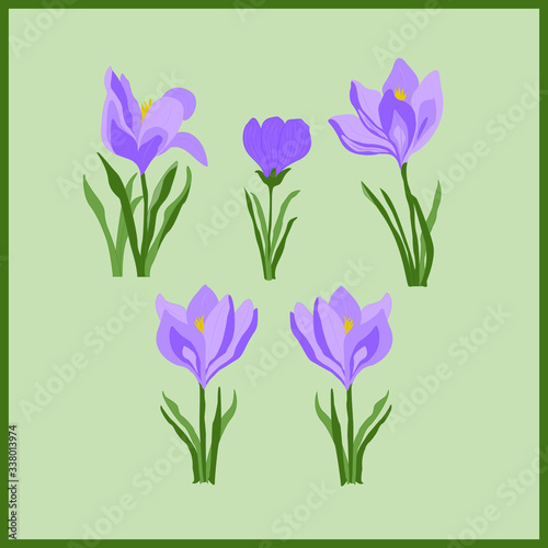 Set of blooming flowers. Crocus flower. Snowdrops with green leaves. Spring is growing. Purple crocuses. Flower pano. Vector floral illustration.