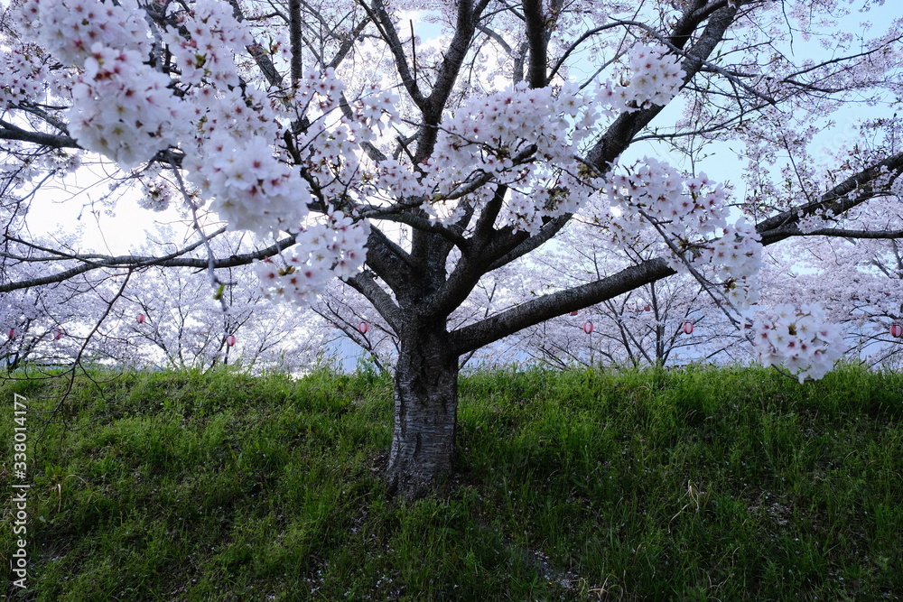 桜