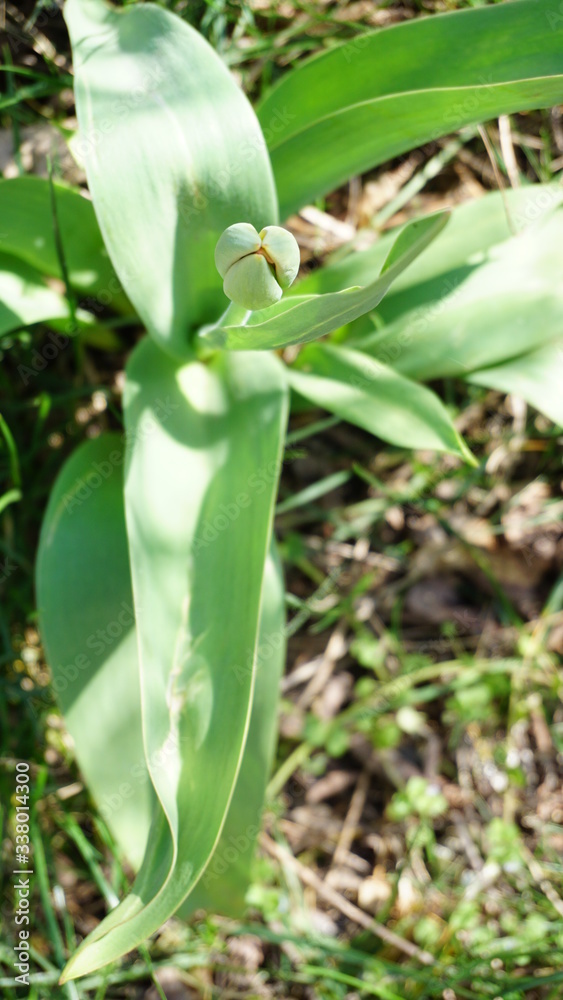 Obraz premium wiosna