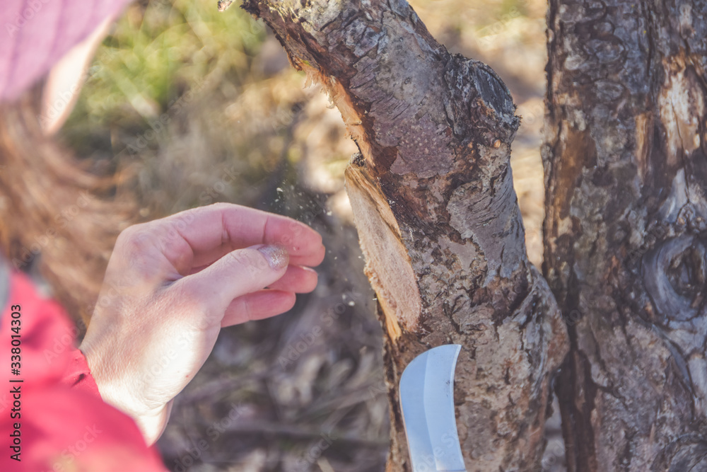 worker pruning garden trees in spring worker pruning garden trees in spring