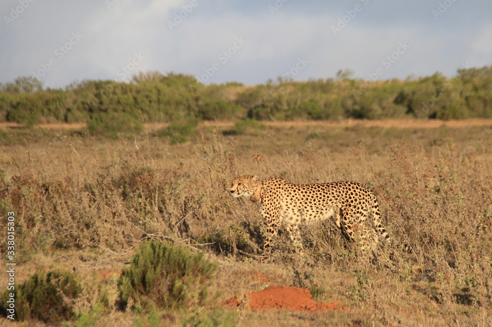 Naklejka premium cheetah and cub