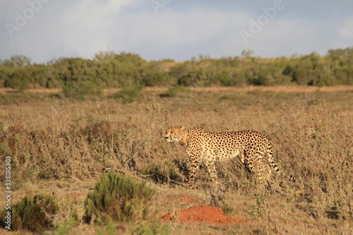 cheetah and cub © Bärbel