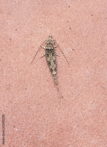 Promesomachilis hispanica Bronze minnow bristletails small insect looking like common fish in wet times on walls and floors photo