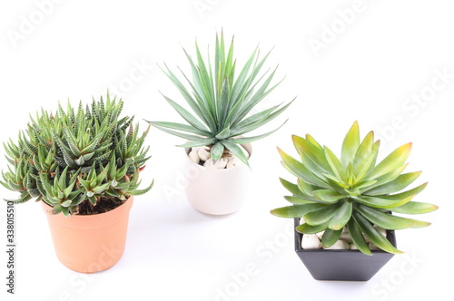 Agave in pot on white background