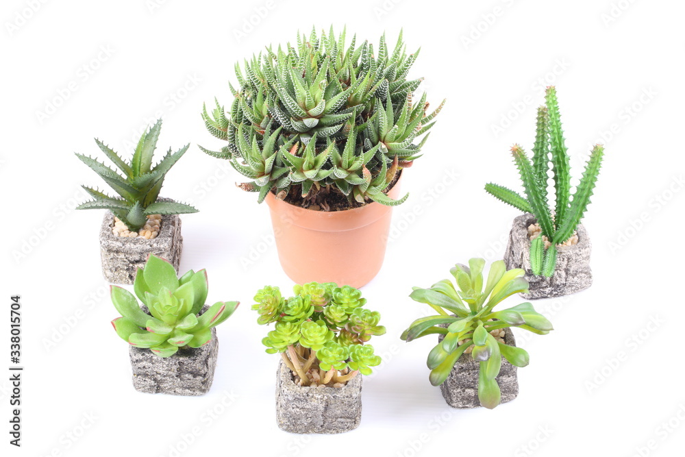 Agave in pot on white background Agave in pot on white background