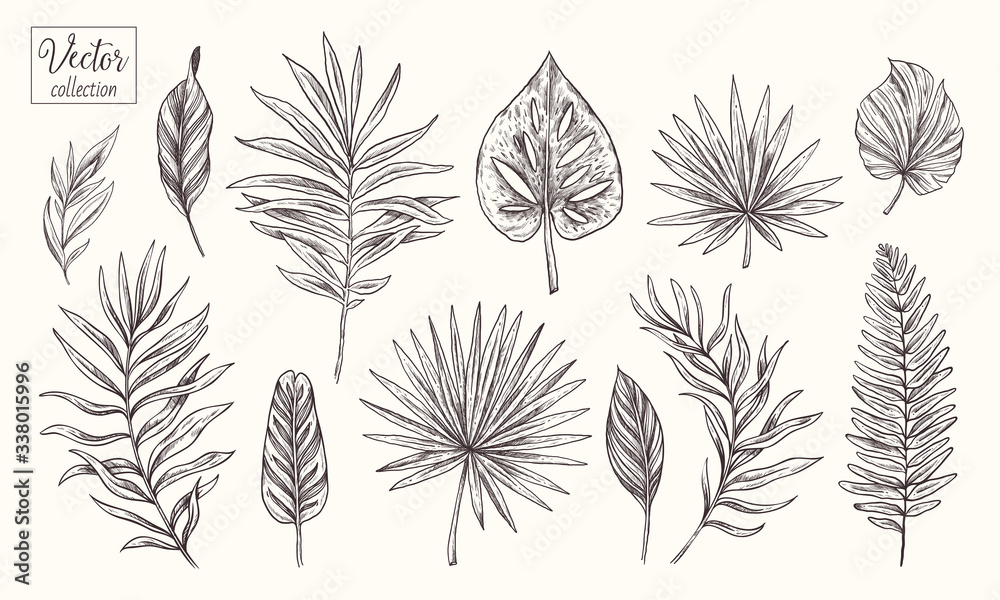 Collection of tropical plants and leaves. Vector Hand Drawn Sketch Botanical Illustration. Highly detailed plant collection. Palm leaves. Collection of tropical plants and leaves. Vector Hand Drawn Sketch Botanical Illustration. Highly detailed plant collection. Palm leaves.